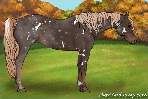 Horse Color:White Spotted Liver Chestnut 