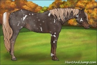 Horse Color:White Spotted Liver Chestnut 