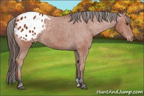 Horse Color:Bay Appaloosa 