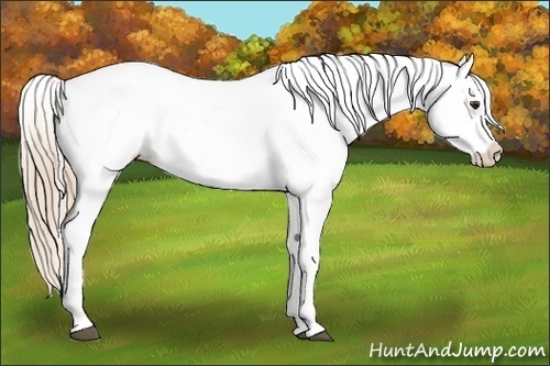 Horse Color:Red Dun Tobiano Near Fewspot 