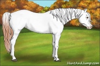 Horse Color:Bay Dun Appaloosa 