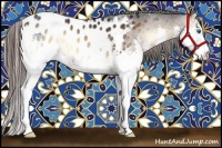 Horse Color:White Spotted Brown Onyx Splash Appaloosa 