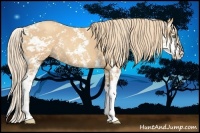 Horse Color:Gold Champagne Sabino Rabicano