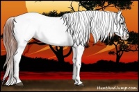 Horse Color:Bay Ice Tobiano Appaloosa Rabicano 