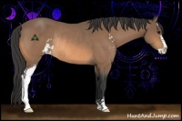 Horse Color:Buckskin Sabino Rabicano 