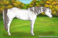 Horse Color:White Spotted Chocolate Palomino Onyx 