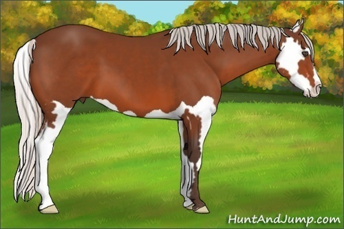Horse Color:Silver Bay Splash Frame 