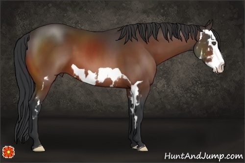 Horse Color:Bay Splash Frame