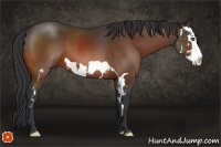Horse Color:Bay Splash Frame 