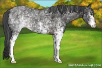 Horse Color:White Spotted Liver Chestnut 