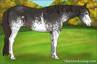 Horse Color:White Spotted Liver Chestnut 