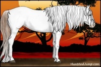 Horse Color:Chestnut Sabino Appaloosa