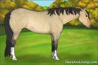 Horse Color:Buckskin Dun Rabicano