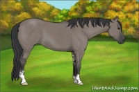 Horse Color:Grullo Sabino