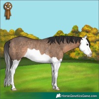 Horse Color:Brown Dun Splash Rabicano 