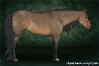 Horse Color:Brown Dun