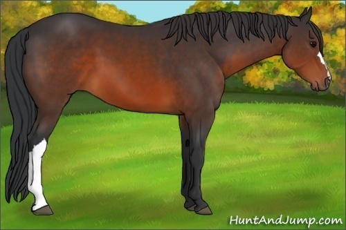 Horse Color:Brown 