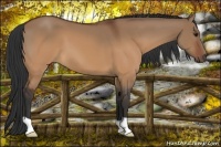 Horse Color:Brown Dun 