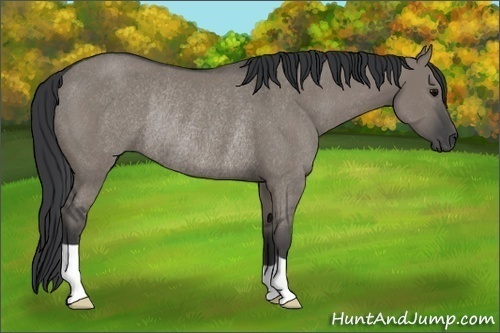 Horse Color:Grullo Rabicano 