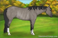 Horse Color:Grullo Rabicano 