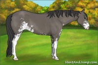 Horse Color:Smoky Grullo Sabino 