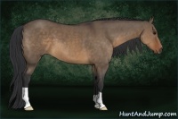 Horse Color:Brown Dun 