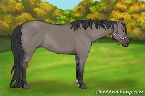 Horse Color:Grullo Rabicano