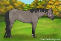 Horse Color:Grullo Rabicano 