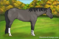 Horse Color:Grullo