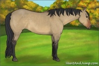 Horse Color:Bay Dun Sabino Rabicano