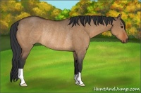 Horse Color:Bay Dun Rabicano 