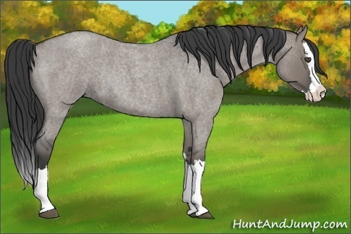 Horse Color:Grullo Roan Splash Rabicano 