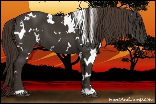 Horse Color:White Spotted Liver Chestnut 