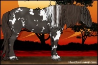 Horse Color:White Spotted Liver Chestnut
