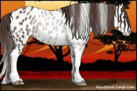Horse Color:Liver Red Roan Splash Appaloosa 