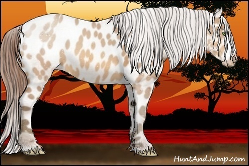 Horse Color:Amber Champagne Appaloosa 