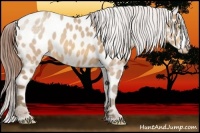 Horse Color:Amber Champagne Appaloosa 