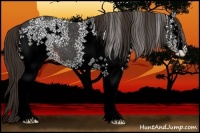 Horse Color:White Spotted Liver Red Roan 