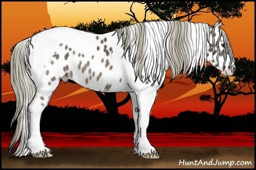 Horse Color:Liver Chestnut Mushroom Tobiano Near Leopard