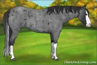 Horse Color:Blue Roan Splash 