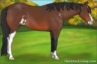 Horse Color:Bay Sabino 