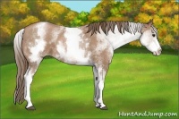 Horse Color:White Spotted Black Pearl
