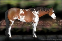 Horse Color:Bay Sabino 