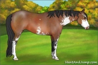 Horse Color:Bay Roan Sabino