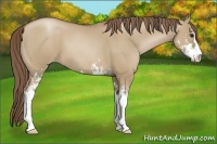 Horse Color:Grullo Pearl Sabino