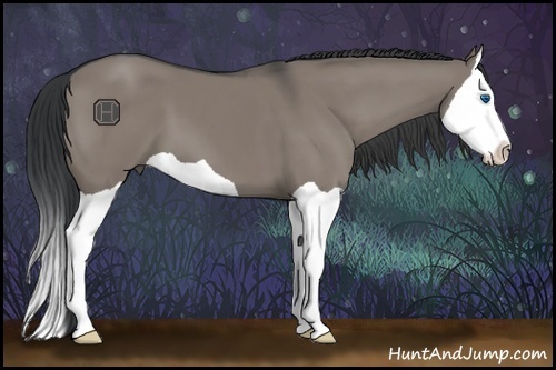Horse Color:Grullo Splash 