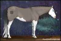 Horse Color:Grullo Splash 