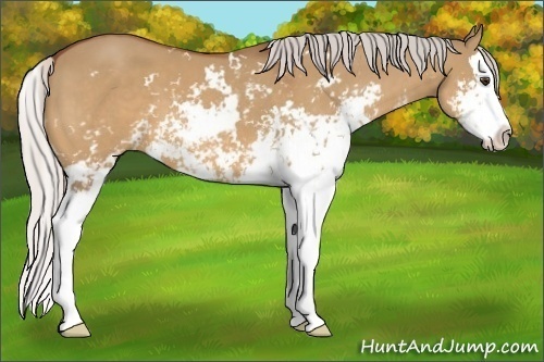 Horse Color:Silver Bay Dun Sabino Splash 