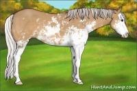 Horse Color:Silver Bay Dun Sabino Splash 