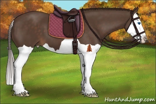 Horse Color:Liver Chestnut Splash 